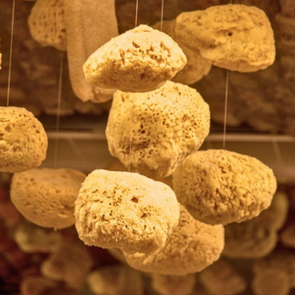 Natural Sea Sponge - Ethically Harvested Bath and Skincare Sponge