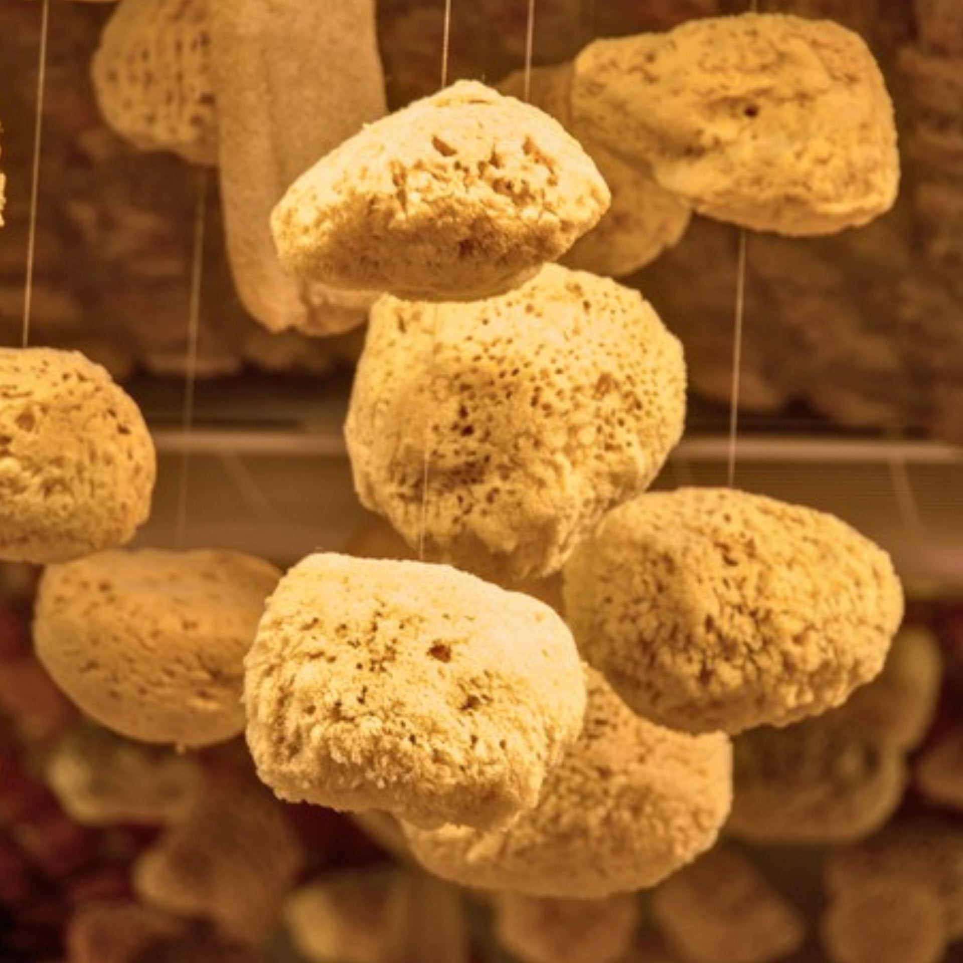 Natural Sea Sponge - Ethically Harvested Bath and Skincare Sponge