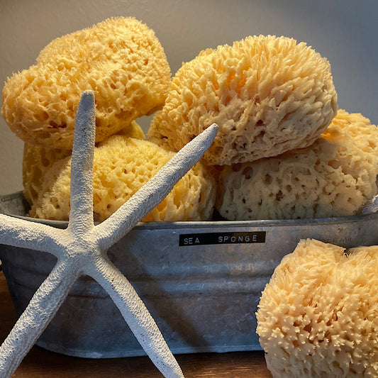 Natural Sea Sponge - Ethically Harvested Bath and Skincare Sponge