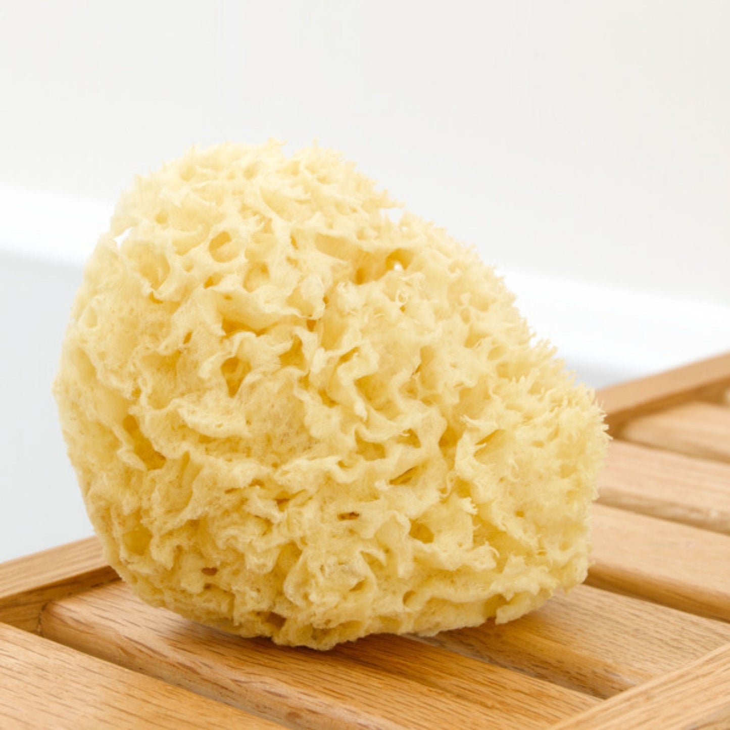 Natural Sea Sponge - Ethically Harvested Bath and Skincare Sponge